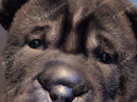 3 beautiful sharpi puppies