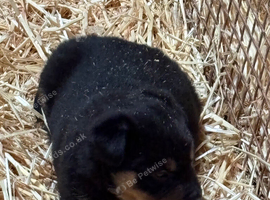 3/4 kelpie puppies