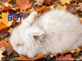 Lionhead babies