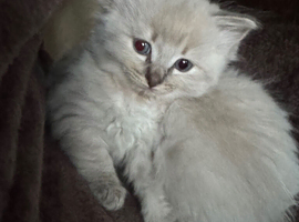 Ragdoll kittens for sale