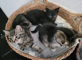 3 kittens 2 female 1 male