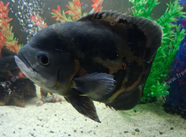 Oscar fish free to good home