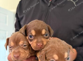 Frenchie x dashund puppies