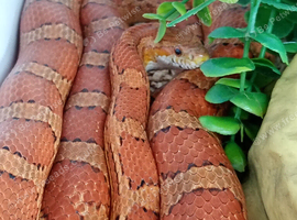 Corn snake