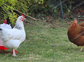 Various Hens