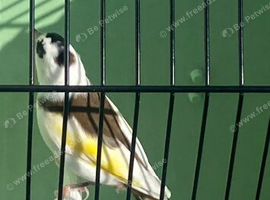 Goldfinch