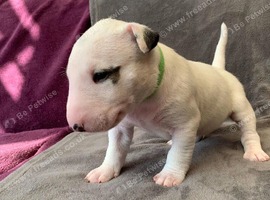English bull terrier puppies