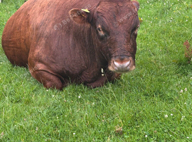 Dexter x Galloway cows and Dexter cows for sale