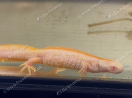 Crested newts for sale (albino)