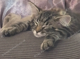 Half ragdoll kittens