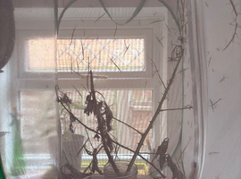 Free Indian Stick Insects