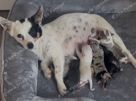 Chihuahua puppies for sale