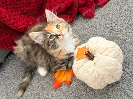Pumpkin - 10 week old female kitten