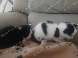 Two black and white kittens female available 24th September