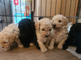 Toy poodle pups