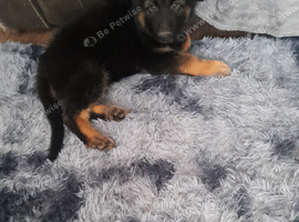 1 pup available