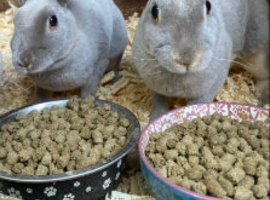 Stunning baby mini rex