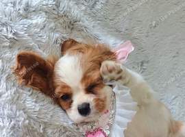 Beautiful cavalier puppies