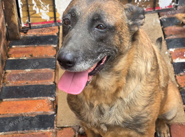 Belgium shepherd bitch