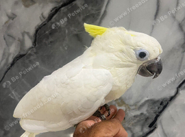 Friendly Baby Handreared Super Tame Cuddly Medium Sulphur Crested Cockatoo Parrot,1
