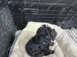 6 Pure Black Adorable miniature Poodles. Ready now