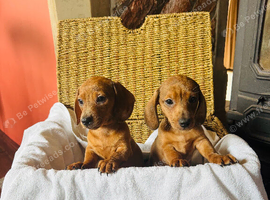 Stunning miniature Daschund pups