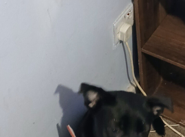 5mo th old pup