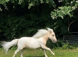 Beautiful lemon and white miniature for sale