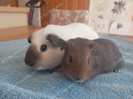 Gorgeous boys for sale