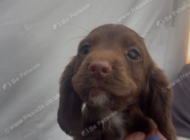 Working cocker spaniel pups for sale
