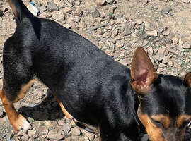 Hi am selling my  6 month old puppy she toilet trend