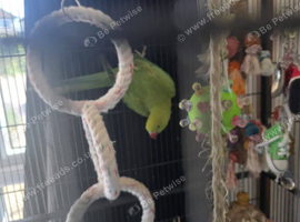 Green Indian ringneck