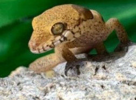 Birthday Week-end Surprise - Full Set Up + Half Price Yakhuna Gecko