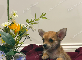 Chihuahua boy puppy