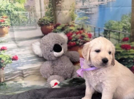 Beautiful Golden Retriever Puppies  Loving, Loyal & Family Raised