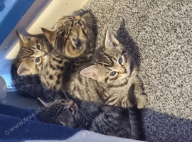 Pretty Bengal x kittens