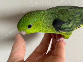 Baby boy lineolated parakeet