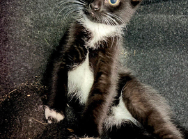 Two kittens for sale. 12 weeks.