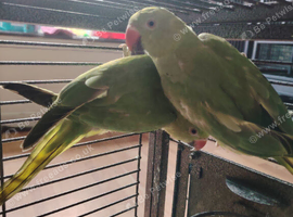 Two Indian ring necks