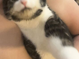Female cat 18 months old