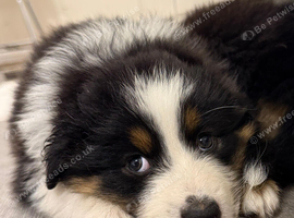 Three Beautiful Australian Shepherd Boys