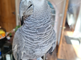 African grey for sale