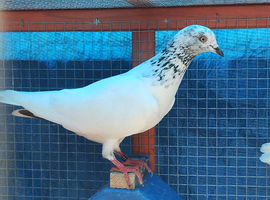 Pakistani tumbler hen
