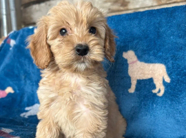 Beautiful cockapoos