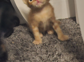 Mixed litter kittens ( ginger females)