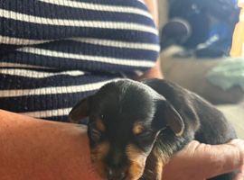 Dorkie pups