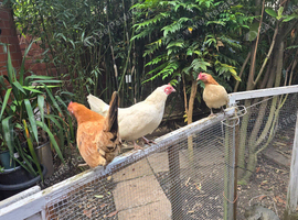 2 young serama bantams, compulsive laying bantam hens &pound;20 each