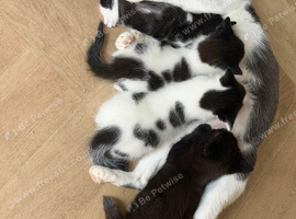 Kittens