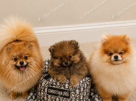 Pomeranian puppy