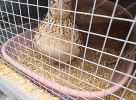 Free quail